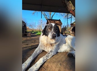 Treuer Hundesenior Tim