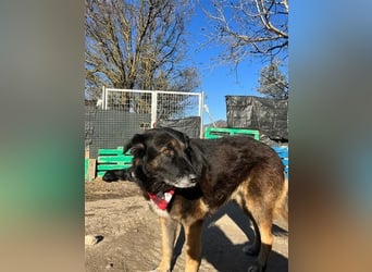 Liebevolle Hunde-Omi Funny