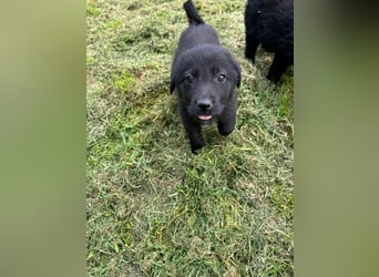 Anca - schwarze Schönheit sucht ihr Zuhause