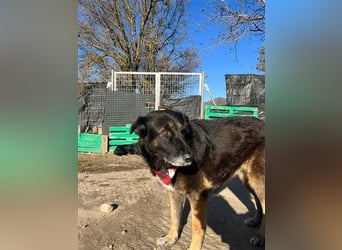 Liebevolle Hunde-Omi Funny