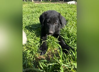 Verspielter Welpenjunge Vino sucht liebevolles Zuhause