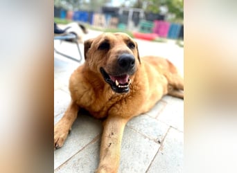 Zeus - tapferer Rüde sucht sein Für-immer-Zuhause