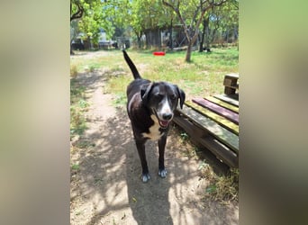 Angel - unser süßer Prinz sucht sein Glück