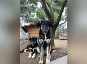 Neugierige Junghündin Millie möchte die Welt entdecken