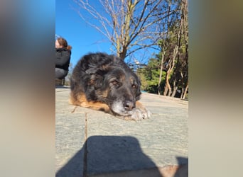 Liebevolle Hunde-Omi Funny