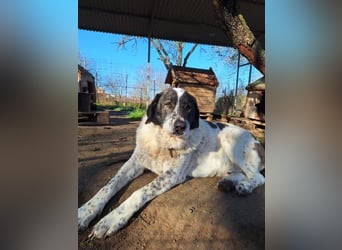 Treuer Hundesenior Tim