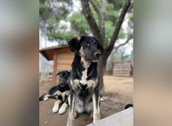 Neugierige Junghündin Millie möchte die Welt entdecken