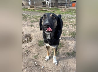 Pepita - Traumhündin sucht ihr Zuhause