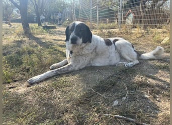 Treuer Hundesenior Tim