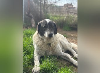 Treuer Hundesenior Tim möchte endlich ankommen
