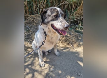 Treuer Hundesenior Tim