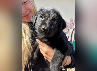 Zuckersüßer Welpe Jiji sucht sein Zuhause