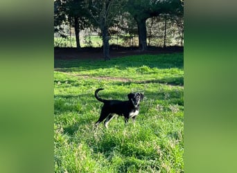 Zuckersüße Poppy sucht liebevolles Zuhause