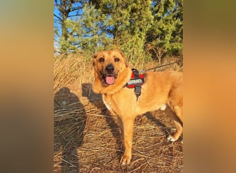 Zeus - tapferer Rüde sucht sein Für-immer-Zuhause