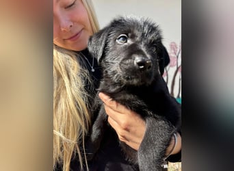 Zuckersüßer Welpe Jiji sucht sein Zuhause