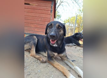 Wunderschöne Pepita sucht ein Zuhause