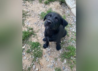 Zuckersüßer Welpe Jiji sucht sein Zuhause