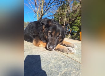 Liebevolle Hunde-Omi Funny