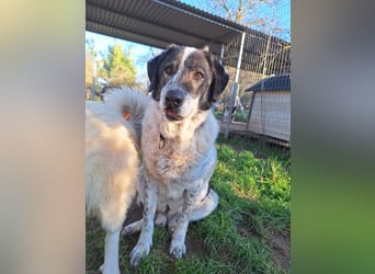 Treuer Hundesenior Tim möchte endlich ankommen