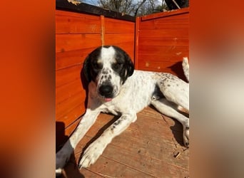 Toller Familienhund Adam sucht seine Familie