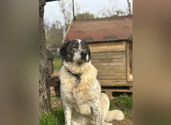 Treuer Hundesenior Tim möchte endlich ankommen