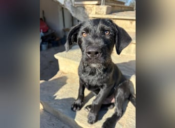 Zuckersüßer Welpe Jiji sucht sein Zuhause