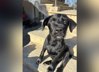 Zuckersüßer Welpe Jiji sucht sein Zuhause