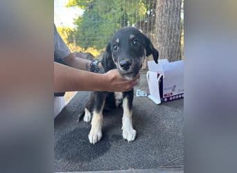 Zuckersüße Poppy sucht liebevolles Zuhause