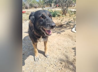 Liebevolle Hunde-Omi Funny