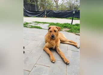 Zeus - tapferer Rüde sucht sein Für-immer-Zuhause