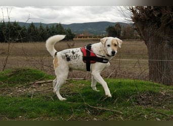 Treuer Gefährte Piratis