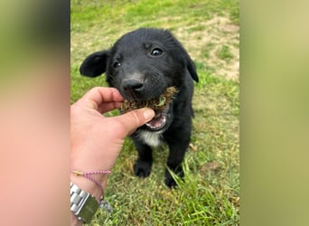 Verspielter Welpenjunge Vino sucht liebevolles Zuhause