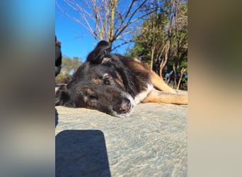 Liebevolle Hunde-Omi Funny