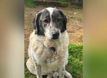 Treuer Hundesenior Tim möchte endlich ankommen