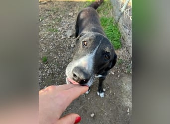 Angel - unser süßer Prinz sucht sein Glück
