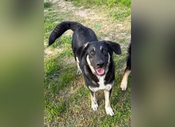 Neugierige Junghündin Millie möchte die Welt entdecken