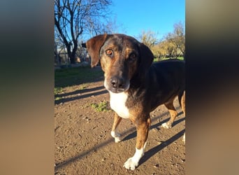 Toller Familienhund Samu