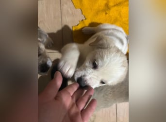 Hiro - liebevoller Welpe sucht sein Zuhause