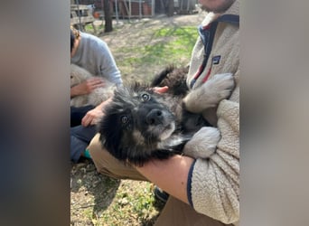 Niedlicher Welpe Nero