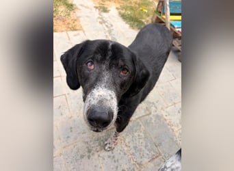Phos - ein Hund, dessen Geschichte berührt