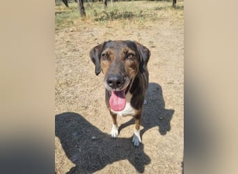 Toller Familienhund Samu