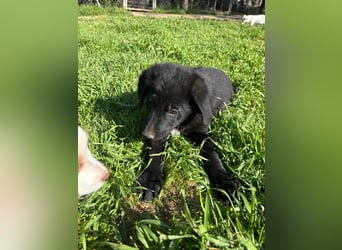 Verspielter Welpenjunge Vino sucht liebevolles Zuhause