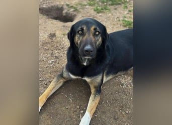 Wunderschöne Pepita sucht ein Zuhause