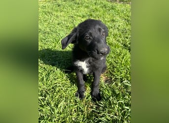 Verspielter Welpenjunge Vino sucht liebevolles Zuhause