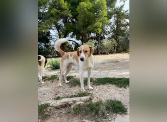 Benny- Sensibler Rüde mit großem Herzen sucht sein Zuhause