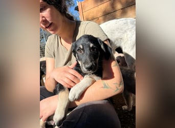 Zuckersüße Poppy sucht liebevolles Zuhause