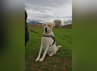 Treuer Gefährte Piratis