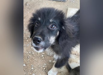 Niedlicher Welpe Nero