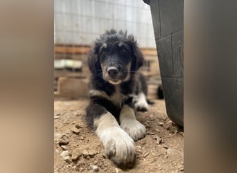 Niedlicher Welpe Nero