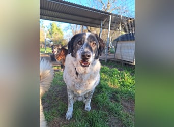 Treuer Hundesenior Tim möchte endlich ankommen
